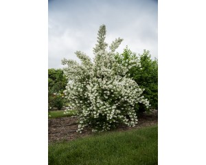 Photo Courtesy of Bailey Nurseries Inc.