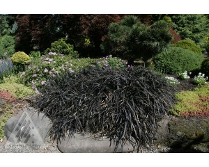 Photo Courtesy of Iseli Nursery