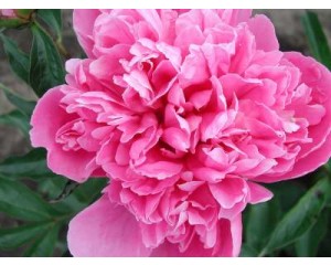 Peony, Monsieur Jules Elie 