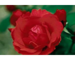 Rose, Morden Fireglow