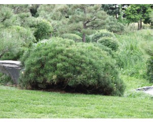 Mughus Dwarf Mugho Pine...©photo ArborTanics Inc.