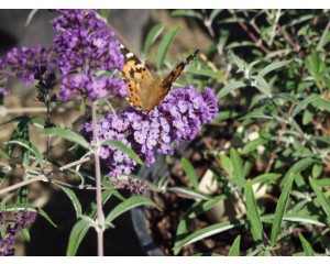 Nanho Purple Butterfly Bush...©photo Arobortanics Inc.