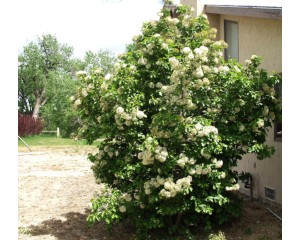 Nannyberry Viburnum...©photo ArborTanics Inc.