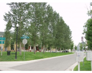 NARROWLEAF COTTONWOOD-Longmont, Colorado ©photo ArborTanics Inc.