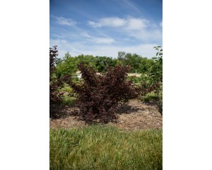 Photo Courtesy of Bailey Nurseries Inc.