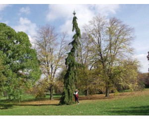 UPRIGHT WEEPING NORWAY SPRUCE ©photo ArborTanics Inc.