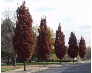 SCARLET LETTER® / CRIMSON SPIRE® OAK (high branched for streetscape) ©photo David Spahn