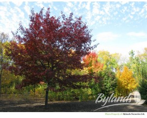 Photo Courtesy of Bylands Nurseries Ltd.