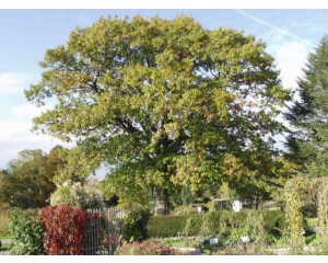 RED OAK ©photo by ArborTanics inc.