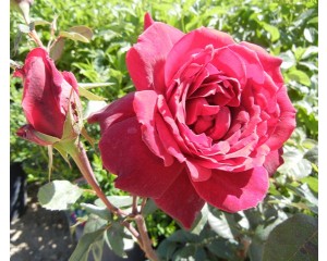 Oklahoma Rose© photo ArborTanics Inc