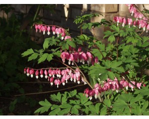 Old Fashioned Bleeding Heart...©photo ArborTanics Inc.