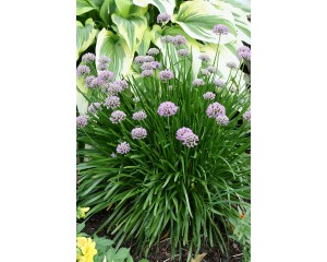 Photo Courtesy of Bailey Nurseries Inc.