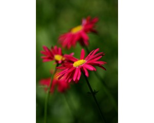 Painted Daisy, James Kelway 