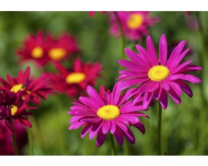 Adobe Stock Image