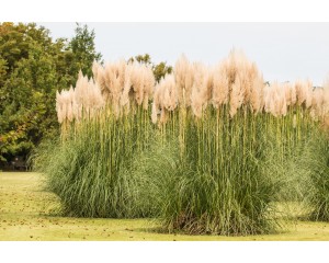 Adobe Stock Image