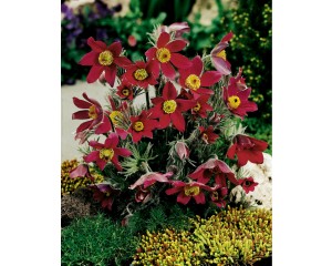Photo Courtesy of Syngenta Flowers