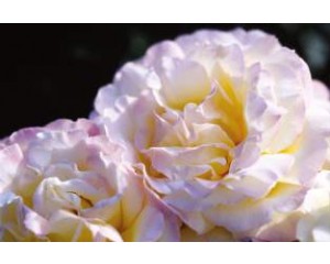 Rose, Peace Yellow