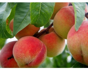 Peach-Generic