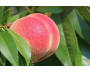 Peach-Generic