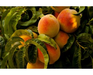Peach, Frost™