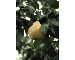Photo Courtesy of Bailey Nurseries Inc.