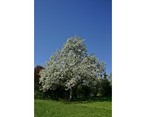 Flowering Pear - Generic - Courtesy of Pixabay