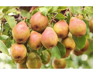 Pear-Generic