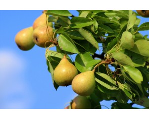 Pear, Ure