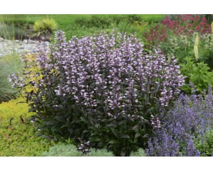 Photo Courtesy of Ball Horticultural Company
