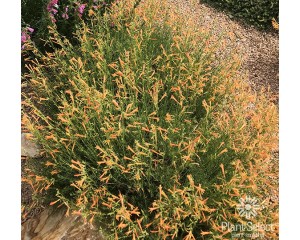 Photo Courtesy of Plant Select®