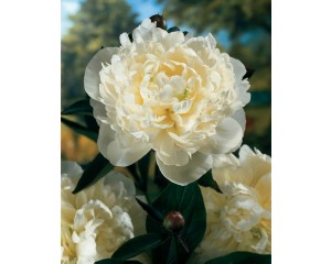 Photo Courtesy of Walter's Gardens, Inc.