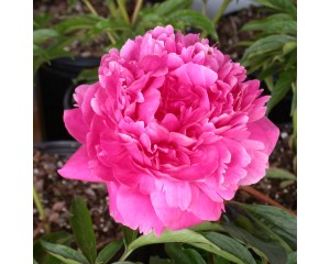 Photo Courtesy of Walter's Gardens, Inc.