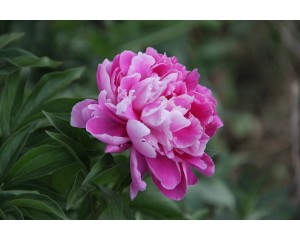 Image by <a href="https://pixabay.com/users/286454-286454/?utm_source=link-attribution&amp;utm_medium=referral&amp;utm_campaign=image&amp;utm_content=364729">286454</a> from <a href="https://pixabay.com/?utm_source=link-attribution&amp;utm_medium=referral