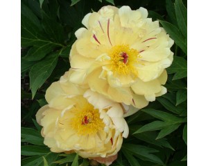 Photo Courtesy of Iseli Nursery