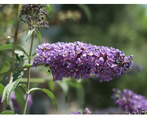 Petite Plum Butterfly Bush...©photo David Spahn