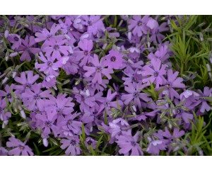 Photo Courtesy of Ball Horticultural Company