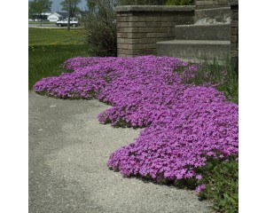 Photo Courtesy of Walter's Gardens, Inc.