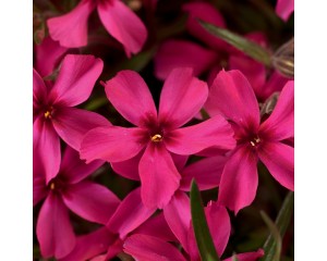 Photo Courtesy of Ball Horticultural Company