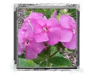 Photo Courtesy of Ball Horticulture Company