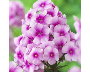 Photo Courtesy of Syngenta Flowers