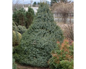 Dwarf Serbian Spruce...©photo David Spahn
