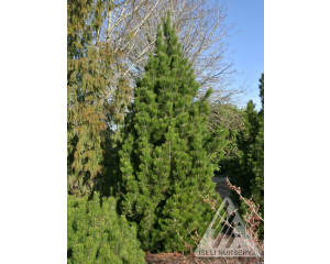 Photo Courtesy of Iseli Nursery