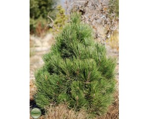 Photo Courtesy of Russell's Nursery, Inc.
