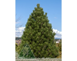 Photo Courtesy of Iseli Nursery