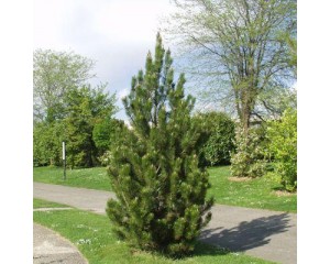 Satellite Bosnian Pine