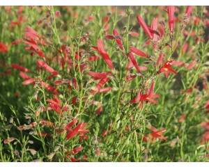 Pine-leaf Penstemon...©photo ArborTanics Inc..