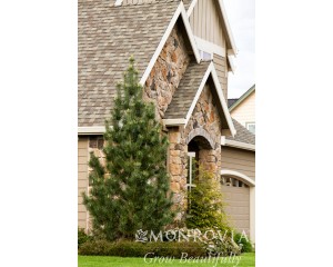 Photo Courtesy of Monrovia