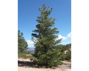 Pine, Limber 
