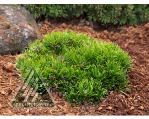 Photo Courtesy of Iseli Nursery