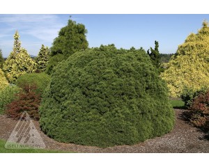 Photo Courtesy of Iseli Nursery